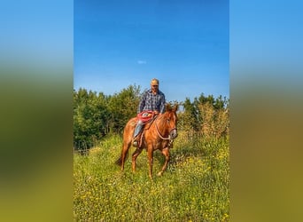 American Quarter Horse, Ruin, 3 Jaar, 154 cm, Roan-Red