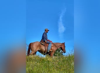 American Quarter Horse, Ruin, 3 Jaar, 154 cm, Roan-Red