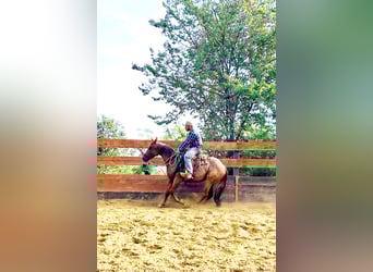 American Quarter Horse, Ruin, 3 Jaar, 154 cm, Roan-Red
