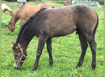 American Quarter Horse, Ruin, 3 Jaar, 154 cm, Schimmel