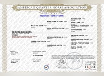 American Quarter Horse, Ruin, 3 Jaar, 154 cm, Vos