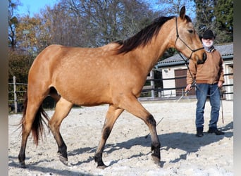 American Quarter Horse, Ruin, 3 Jaar, 155 cm, Buckskin
