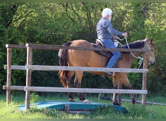 American Quarter Horse, Ruin, 3 Jaar, 155 cm, Buckskin