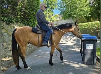 American Quarter Horse, Ruin, 3 Jaar, 155 cm, Buckskin