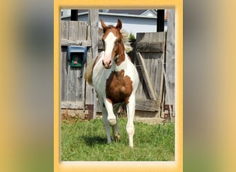 American Quarter Horse Mix, Ruin, 3 Jaar, 155 cm, Gevlekt-paard