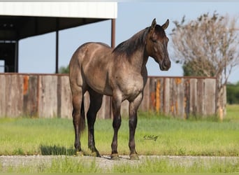 American Quarter Horse, Ruin, 3 Jaar, 155 cm, Grullo