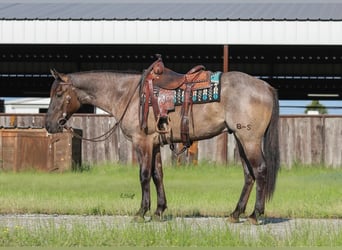 American Quarter Horse, Ruin, 3 Jaar, 155 cm, Grullo
