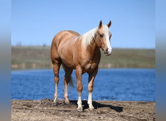 American Quarter Horse, Ruin, 3 Jaar, 155 cm, Palomino