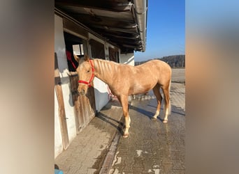 American Quarter Horse, Ruin, 3 Jaar, 155 cm, Palomino