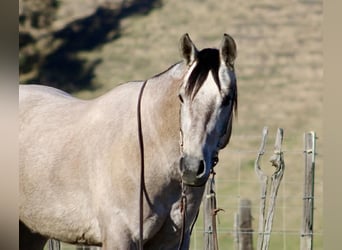 American Quarter Horse, Ruin, 3 Jaar, 155 cm, Schimmel