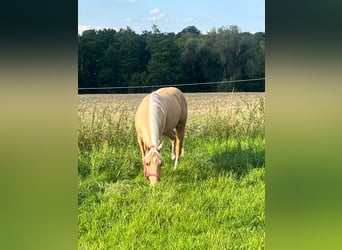 American Quarter Horse, Ruin, 3 Jaar, 156 cm, Palomino