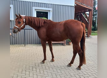 American Quarter Horse, Ruin, 3 Jaar, 156 cm, Vos