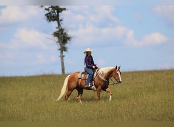 American Quarter Horse, Ruin, 3 Jaar, 157 cm, Palomino