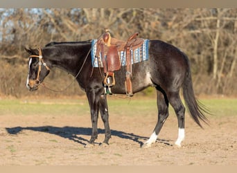 American Quarter Horse, Ruin, 3 Jaar, 157 cm, Roan-Bay