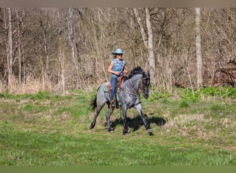 American Quarter Horse, Ruin, 3 Jaar, 157 cm, Roan-Blue