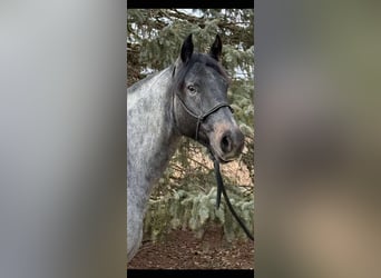 American Quarter Horse Mix, Ruin, 3 Jaar, 157 cm, Roan-Blue