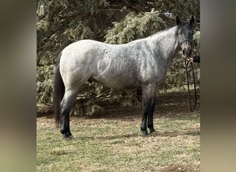 American Quarter Horse Mix, Ruin, 3 Jaar, 157 cm, Roan-Blue