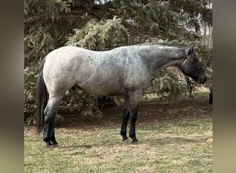 American Quarter Horse Mix, Ruin, 3 Jaar, 157 cm, Roan-Blue