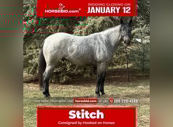 American Quarter Horse Mix, Ruin, 3 Jaar, 157 cm, Roan-Blue