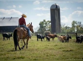 American Quarter Horse Mix, Ruin, 3 Jaar, 157 cm, Roodbruin