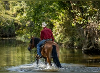 American Quarter Horse Mix, Ruin, 3 Jaar, 157 cm, Roodbruin
