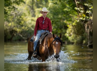 American Quarter Horse Mix, Ruin, 3 Jaar, 157 cm, Roodbruin