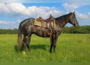American Quarter Horse, Ruin, 3 Jaar, 157 cm, Schimmel
