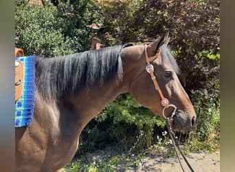 American Quarter Horse, Ruin, 3 Jaar, 160 cm, Donkerbruin