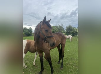 American Quarter Horse Mix, Ruin, 3 Jaar, 163 cm, Donkerbruin