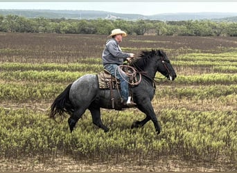 American Quarter Horse, Ruin, 3 Jaar, 163 cm, Roan-Blue