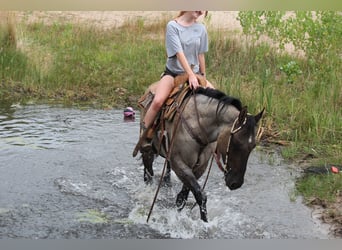American Quarter Horse, Ruin, 3 Jaar, 163 cm, Roan-Blue