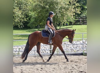 American Quarter Horse, Ruin, 3 Jaar, 163 cm, Roodbruin