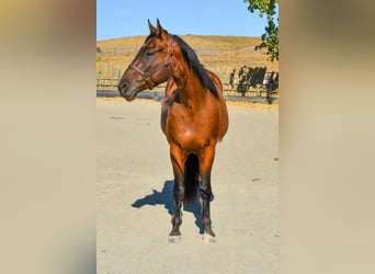 American Quarter Horse, Ruin, 3 Jaar, 163 cm, Roodbruin