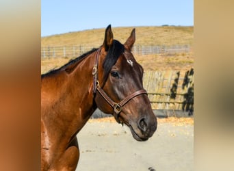 American Quarter Horse, Ruin, 3 Jaar, 163 cm, Roodbruin