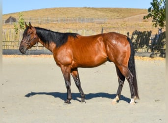 American Quarter Horse, Ruin, 3 Jaar, 163 cm, Roodbruin