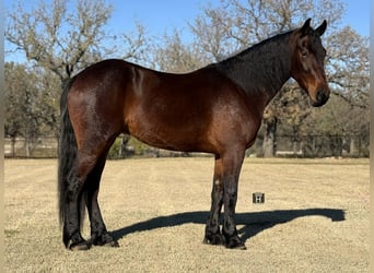 American Quarter Horse, Ruin, 3 Jaar, 163 cm, Roodbruin