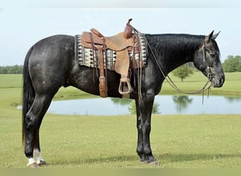 American Quarter Horse, Ruin, 3 Jaar, 163 cm, Schimmel