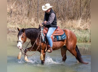 American Quarter Horse, Ruin, 3 Jaar, Bruin