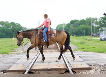 American Quarter Horse, Ruin, 3 Jaar, Buckskin