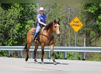 American Quarter Horse, Ruin, 3 Jaar, Buckskin