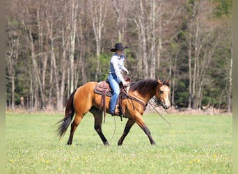 American Quarter Horse, Ruin, 3 Jaar, Buckskin