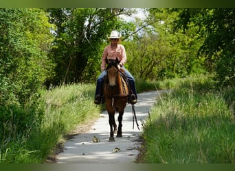 American Quarter Horse, Ruin, 3 Jaar, Buckskin