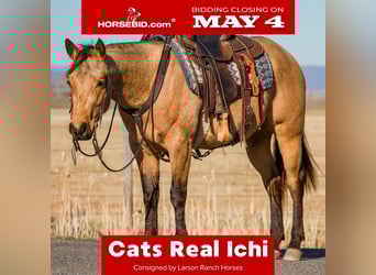 American Quarter Horse, Ruin, 3 Jaar, Buckskin