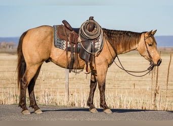 American Quarter Horse, Ruin, 3 Jaar, Buckskin