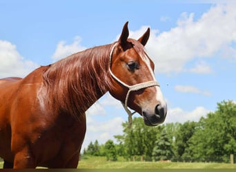 American Quarter Horse, Ruin, 3 Jaar, Donkere-vos