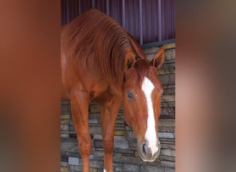 American Quarter Horse, Ruin, 3 Jaar, Donkere-vos