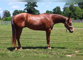 American Quarter Horse, Ruin, 3 Jaar, Donkere-vos