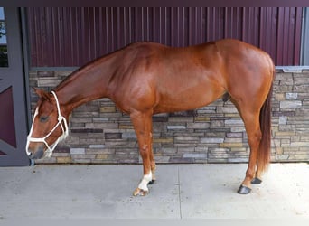 American Quarter Horse, Ruin, 3 Jaar, Donkere-vos