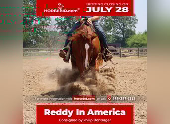 American Quarter Horse, Ruin, 3 Jaar, Donkere-vos
