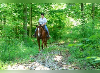 American Quarter Horse, Ruin, 3 Jaar, Donkere-vos
